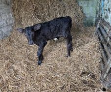 Aberdeen Angus Bull Calf