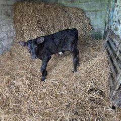 Aberdeen Angus Bull Calf
