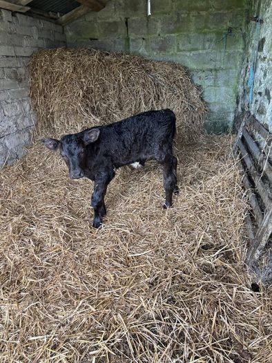 Aberdeen Angus Bull Calf