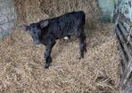 Aberdeen Angus Bull Calf