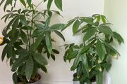 Money tree