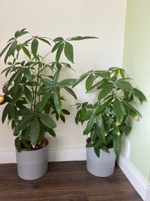Money tree