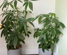 Money tree
