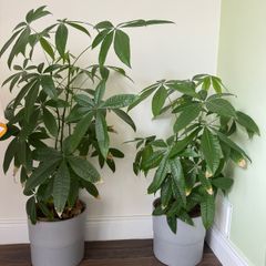Money tree