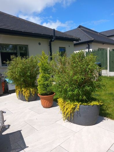plants