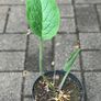 Comfrey plants Russian comfrey Image 2