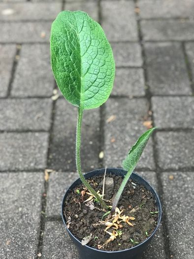Comfrey plants Russian comfrey