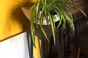 Crazy unusual flower pot