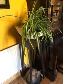 Crazy unusual flower pot