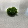 Riccardia sp. "chamedryfolia" Coral moss Image 2