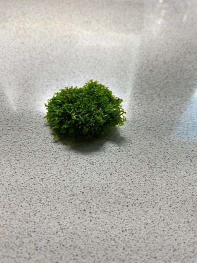 Riccardia sp. "chamedryfolia" Coral moss