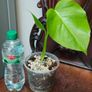 No.5 Monstera Green On Green Image 2