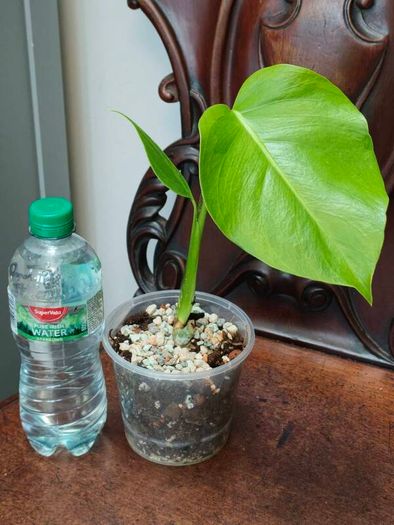 No.5 Monstera Green On Green