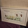 Corncrakes in Ireland framed print Image 7