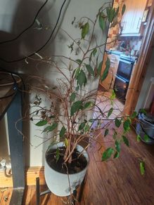 plant Ficus Benjamina