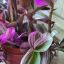 Trailing House Plants. Image 4