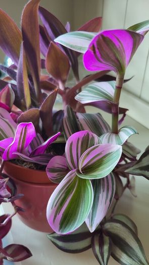 Trailing House Plants.