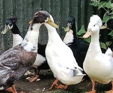 Ducks