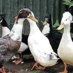 Ducks