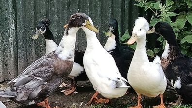 Ducks