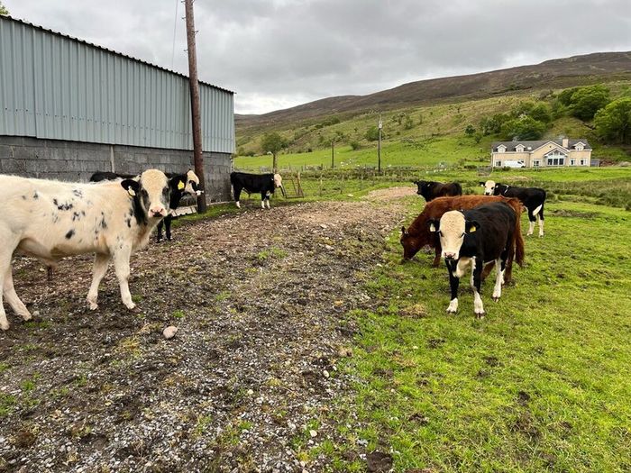 Weanling bullock