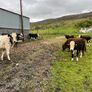 Weanling bullock Image 5
