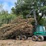 Mulching and tree shearing Image 4