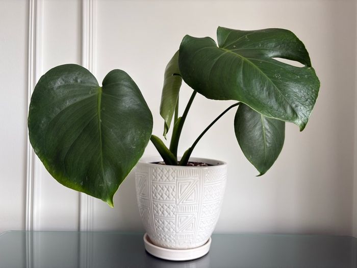 Indoor plant