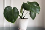 Indoor plant