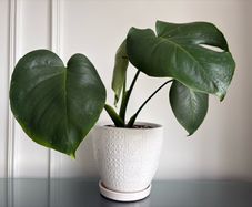 Indoor plant