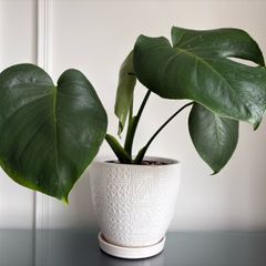 Indoor plant