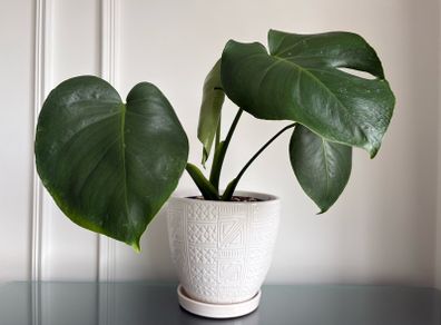Indoor plant