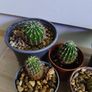 Houseplants Image 2