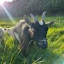 Pygmy goats Image 4