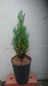 Chamaecyparis lawsoniana 'Columnaris'