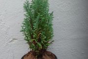 Chamaecyparis lawsoniana 'Columnaris'
