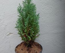 Chamaecyparis lawsoniana 'Columnaris'