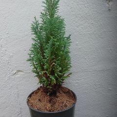 Chamaecyparis lawsoniana 'Columnaris'