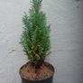 Chamaecyparis lawsoniana 'Columnaris' Image 2