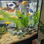 Aquarium with fish and full equipment Image 4