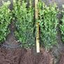 Box Hedging Image 7