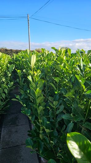 Laurel Hedging Cheap One Euro