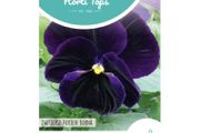 HT Pansy Swiss Giants Berna Viola Seeds 0.4g | Sow in July
