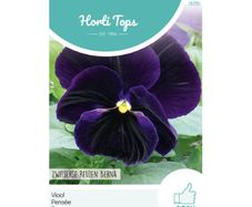 HT Pansy Swiss Giants Berna Viola Seeds 0.4g | Sow in July