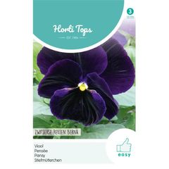 HT Pansy Swiss Giants Berna Viola Seeds 0.4g | Sow in July