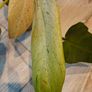 Philodendron Whipple Way mint Image 3