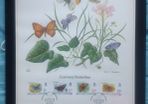 1981 Guernsey Butterflies Limited Edition Lithograph Framed Print in black frame with print measuring 333mm X 257mm