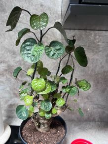 plant