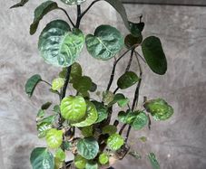 plant