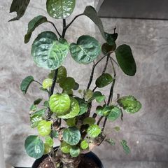 plant